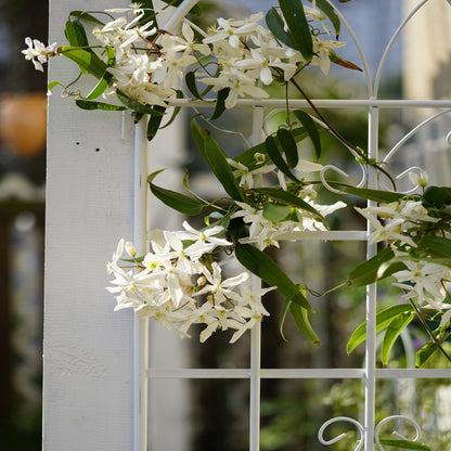 4 Pack Metal Garden Rustproof Trellis For Climbing Plants Outdoor Flower Support - Cream White