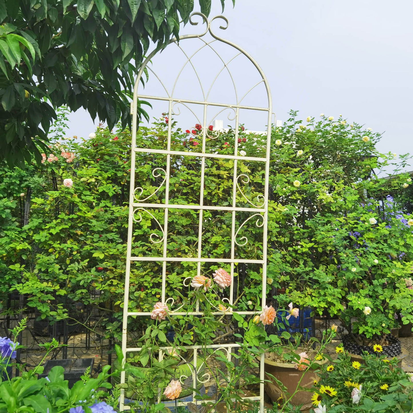 2 Pack Metal Garden Trellis Rustproof For Climbing Plant Outdoor Flower Support - Cream White