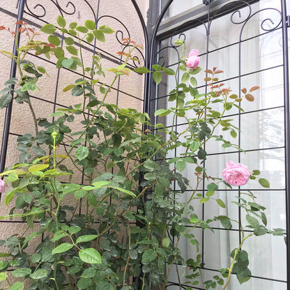 4 Pack Metal Garden Trellis For Climbing Plants Outdoor Rustproof Plant Support Rose Trellis Netting Trellis - Black