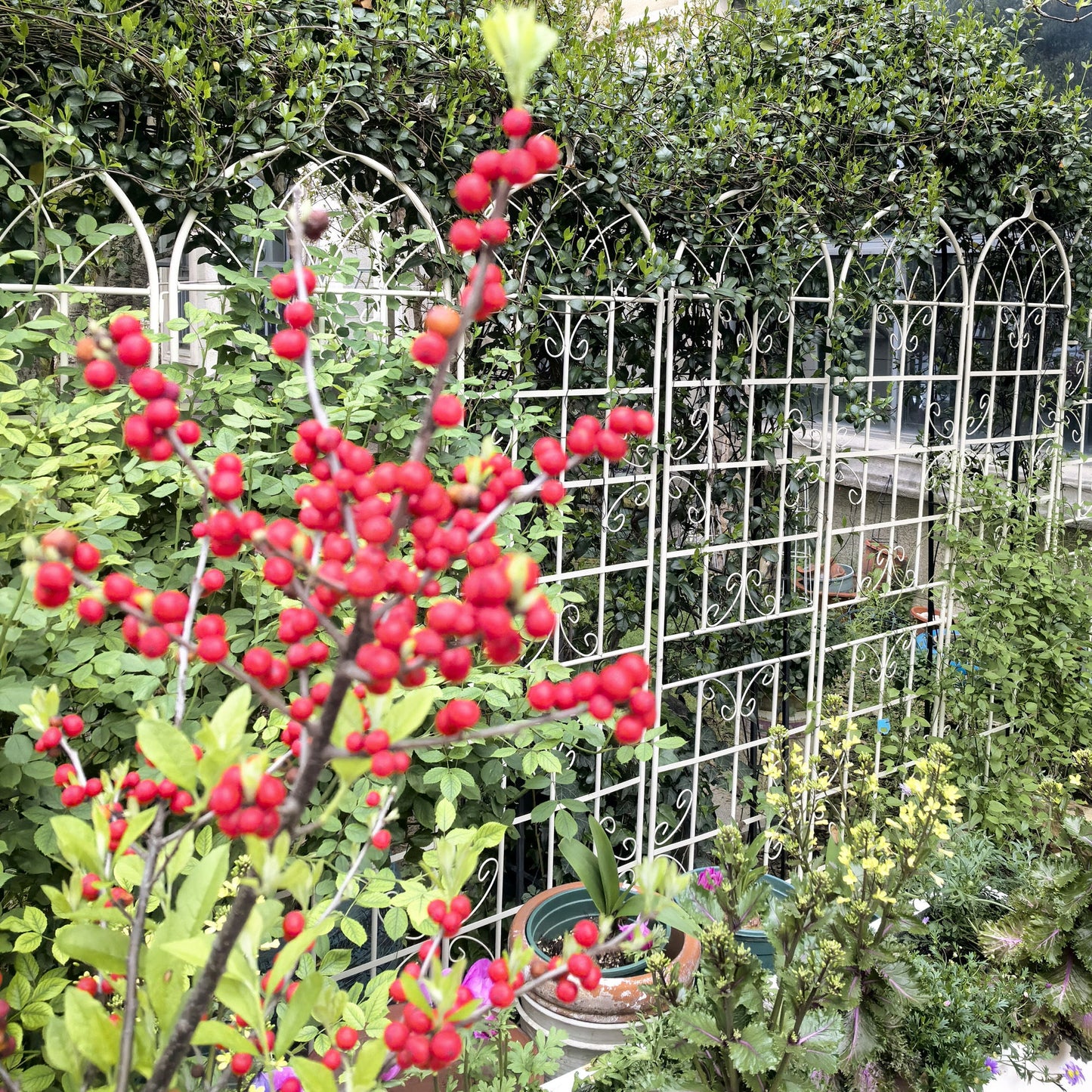 4 Pack Metal Garden Trellis Rustproof For Climbing Plants Outdoor Flower Support - Cream White