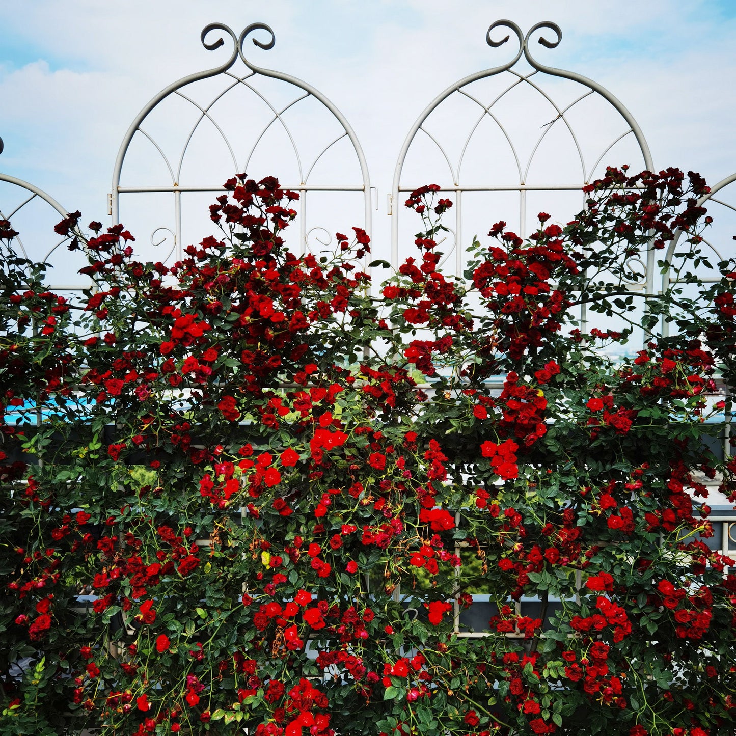4 Pack Metal Garden Rustproof Trellis For Climbing Plants Outdoor Flower Support - Cream White
